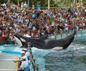 MUNDO MARINO, un clásico que vale la pena 
